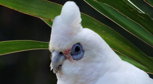 nature bird closeup