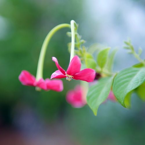 nature flora flower