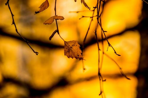 nature plant autumn