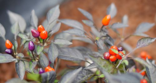 nature leaf flora