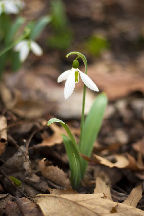 nature plant outdoors