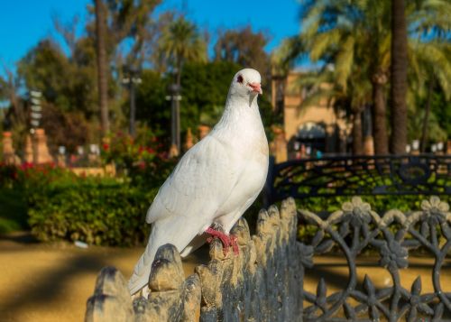 nature bird dove