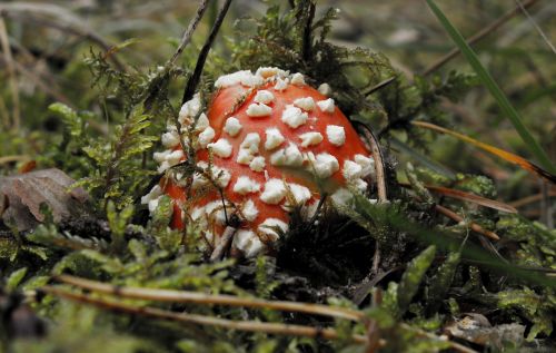 nature mushrooms mushroom