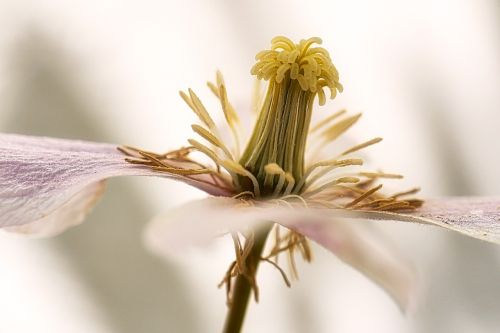 nature flower plant