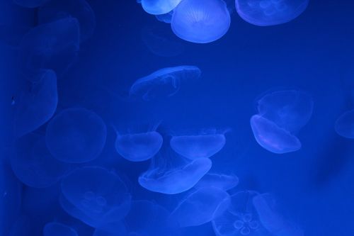 nature jellyfish sea