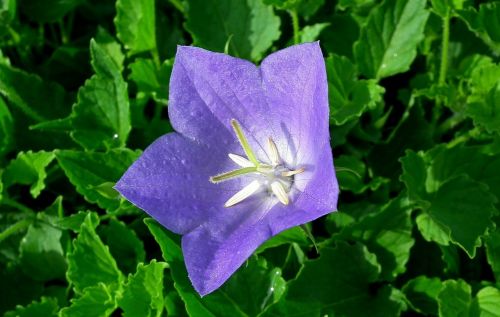 nature plant flower