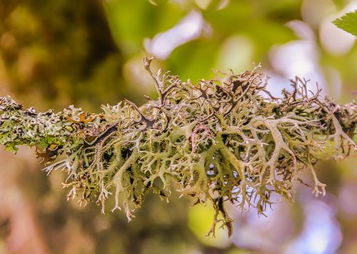 nature lichen colorful