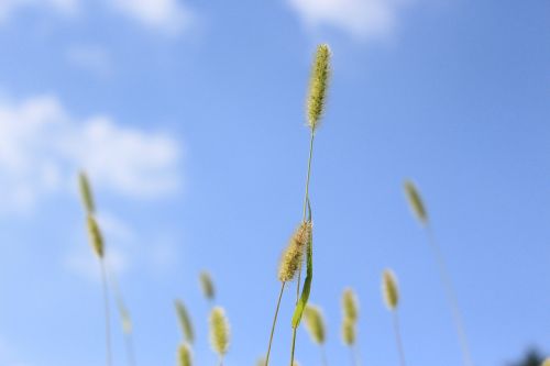 nature plants summer