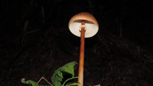 nature yellow mushroom