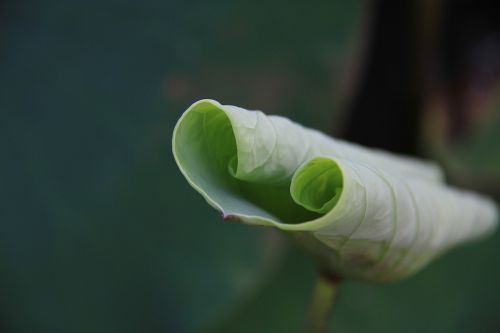 nature plant leaf