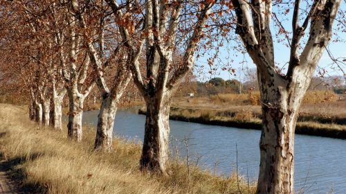 nature tree channel