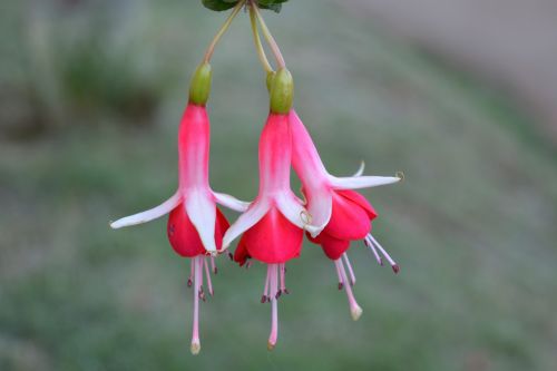 nature outdoors flower