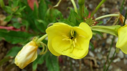 nature flower plant