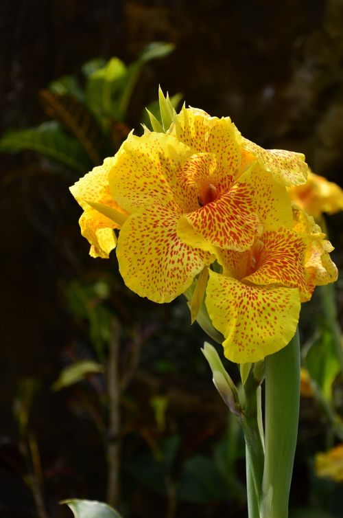 nature plant flower