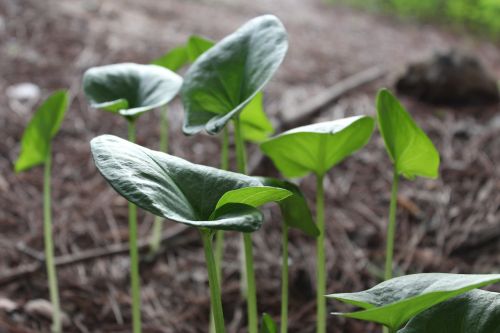 nature leaf plant