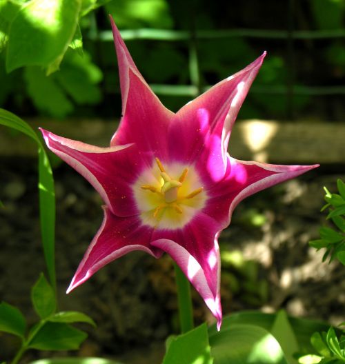 nature plant flower
