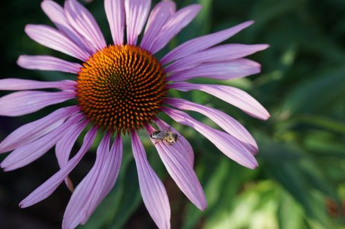 nature flower plant