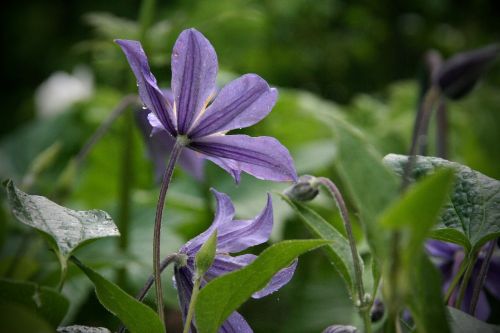 nature plant flower