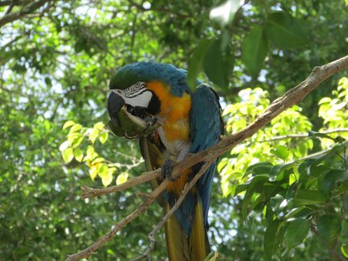 nature tropical tree