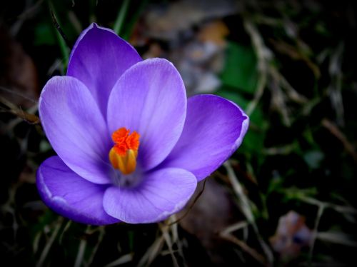 nature flower plant