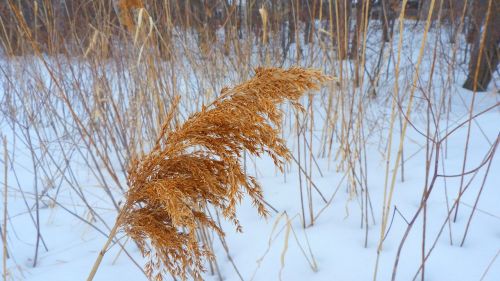 nature season reed