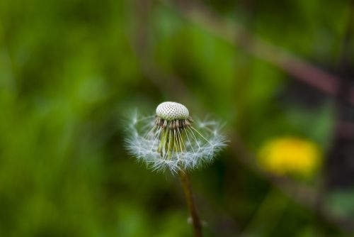 nature plant lawn