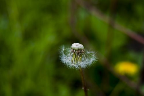 nature taraxacum plant