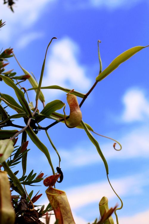 nature leaf flora