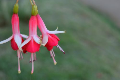 nature outdoors flower