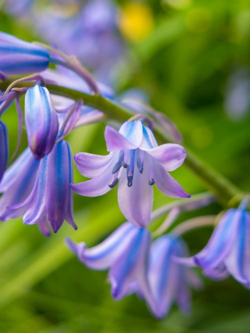 nature flower plant