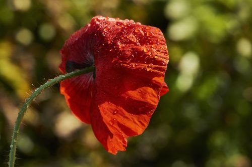 nature flower plant