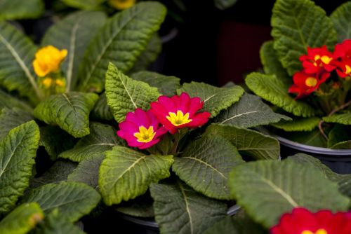 nature flower leaf