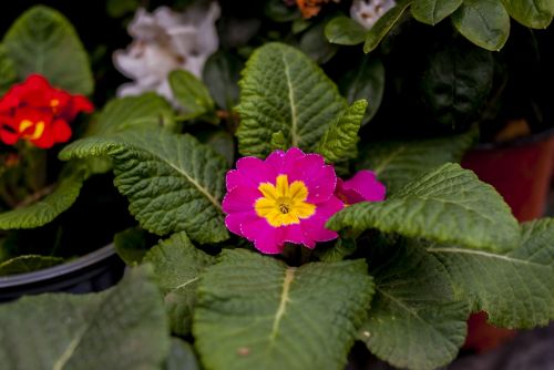 nature flower leaf