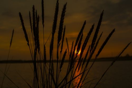 nature reed dawn