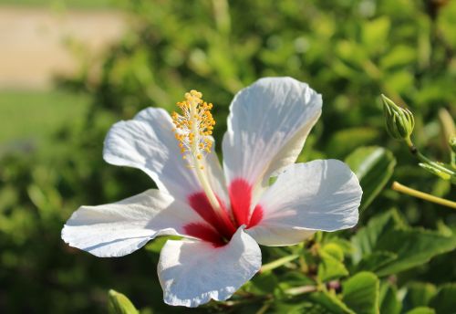 nature flower plant