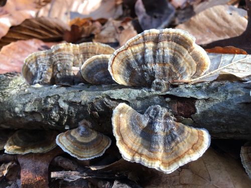nature fungus mushroom
