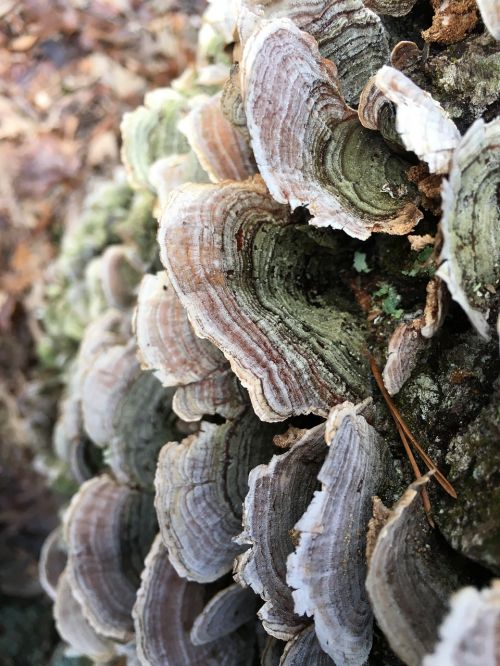 nature fungus tree