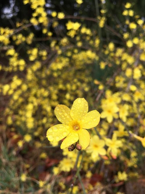 nature flora flower