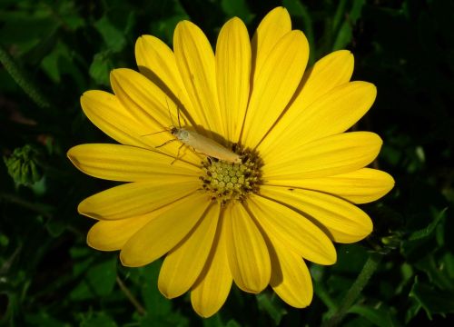 nature plant flower