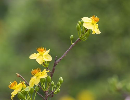 nature flower viet nam