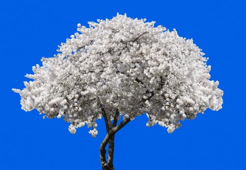 nature tree blossom