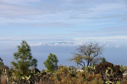 nature tree sky