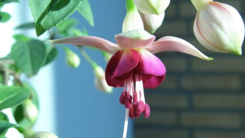 nature flower fuchsia