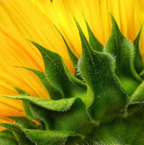nature flora sunflower