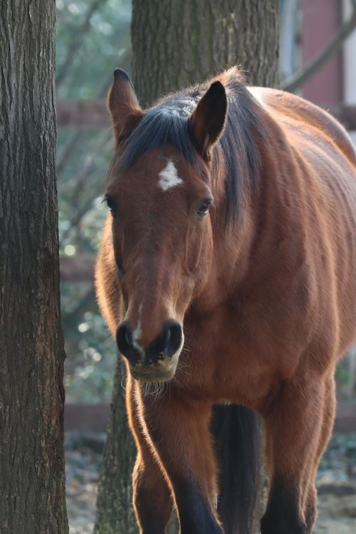 nature animal portrait