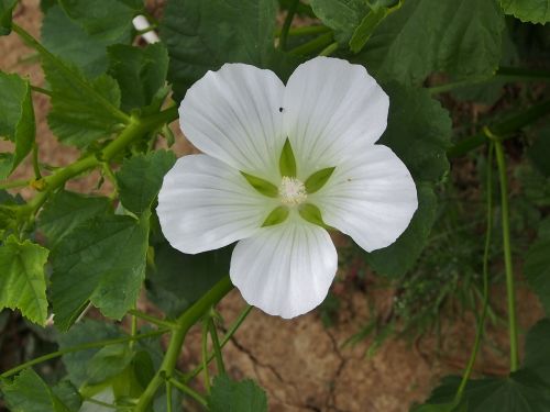 nature flower plant