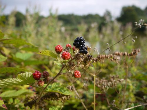 nature fruit bay