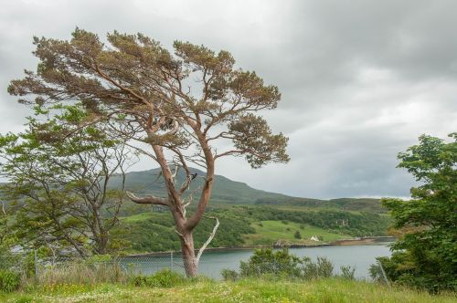 nature landscape tree