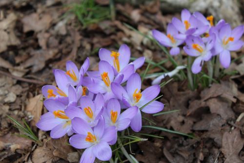 nature flower plant