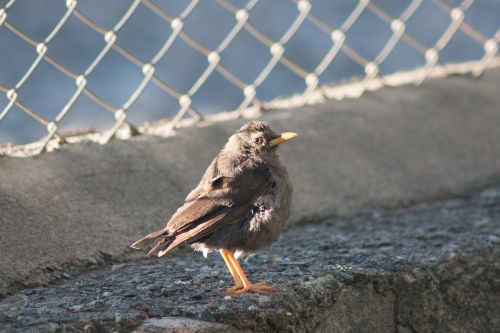 nature animalia birds